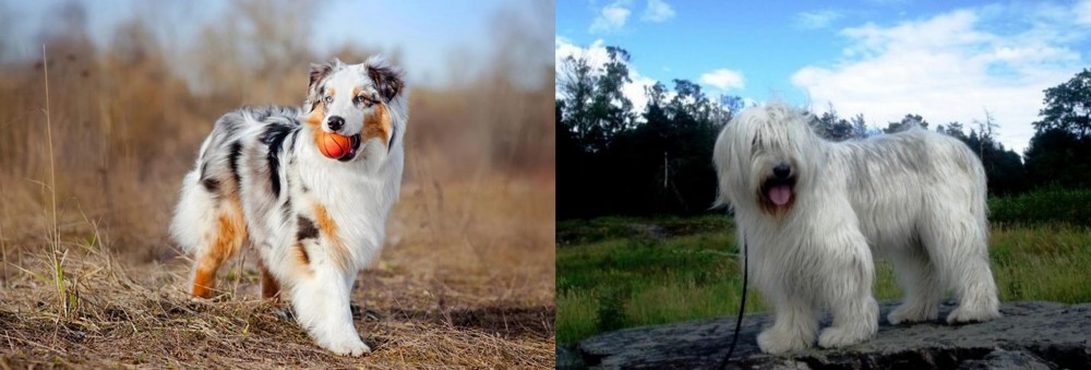 South Russian Ovcharka vs Australian Shepherd - Breed Comparison