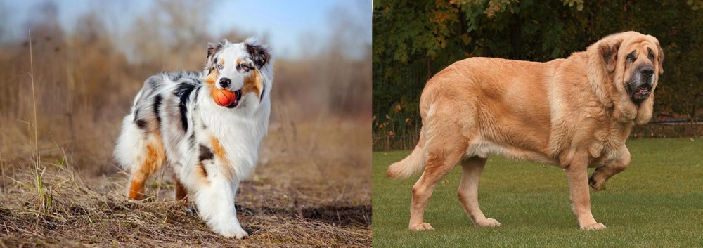 Spanish Mastiff vs Australian Shepherd - Breed Comparison