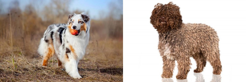 Spanish Water Dog vs Australian Shepherd - Breed Comparison