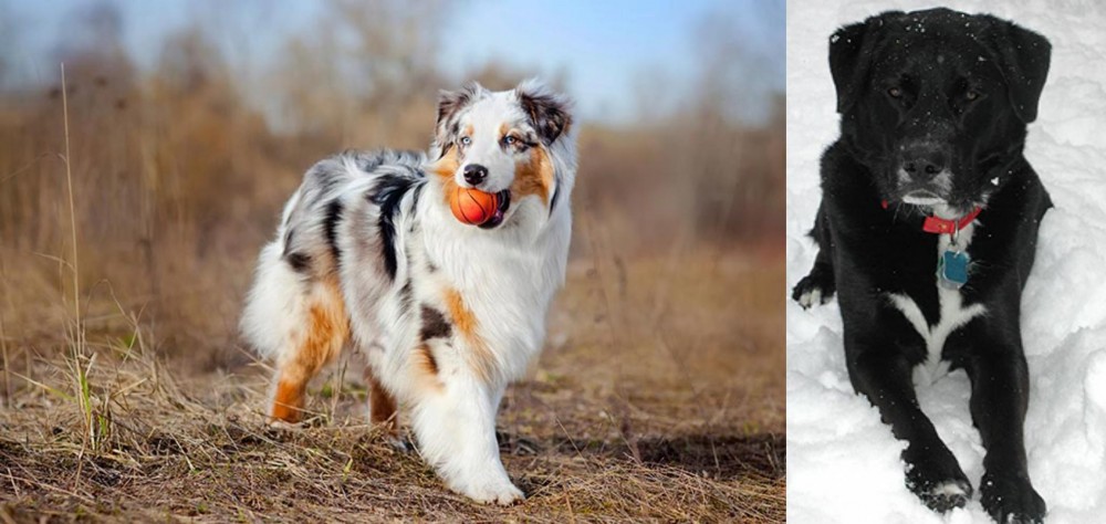 St. John's Water Dog vs Australian Shepherd - Breed Comparison