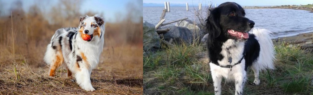 Stabyhoun vs Australian Shepherd - Breed Comparison