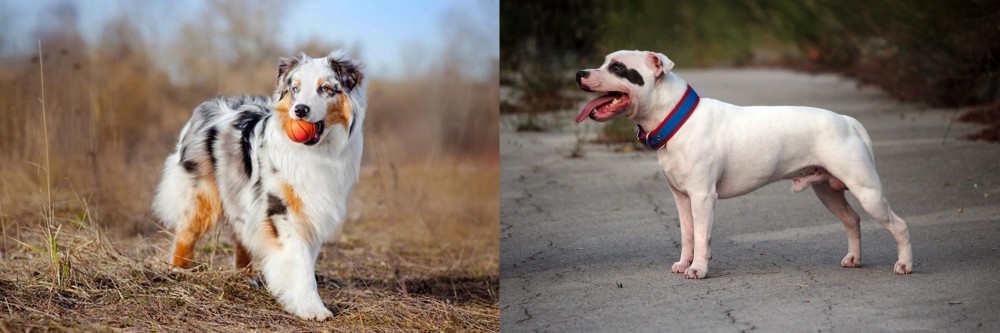Staffordshire Bull Terrier vs Australian Shepherd - Breed Comparison