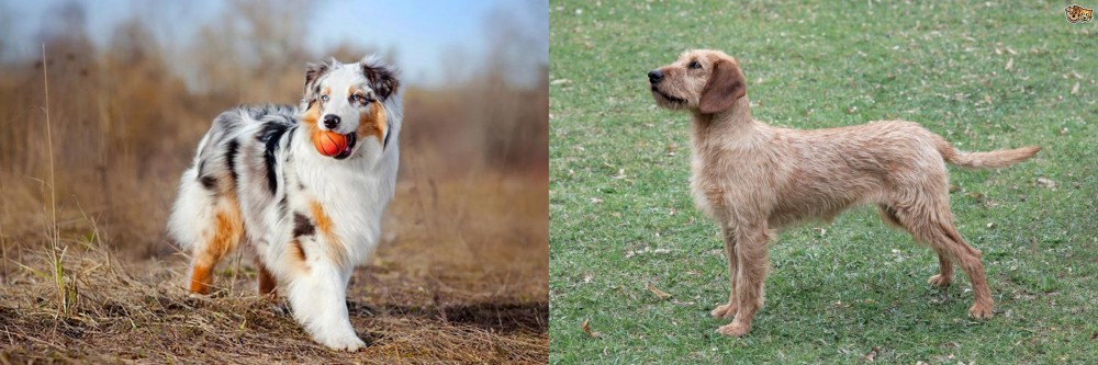 Styrian Coarse Haired Hound vs Australian Shepherd - Breed Comparison