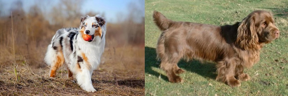 Sussex Spaniel vs Australian Shepherd - Breed Comparison