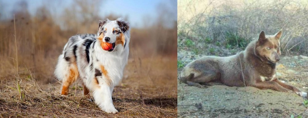 Tahltan Bear Dog vs Australian Shepherd - Breed Comparison