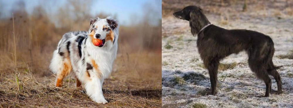 Taigan vs Australian Shepherd - Breed Comparison