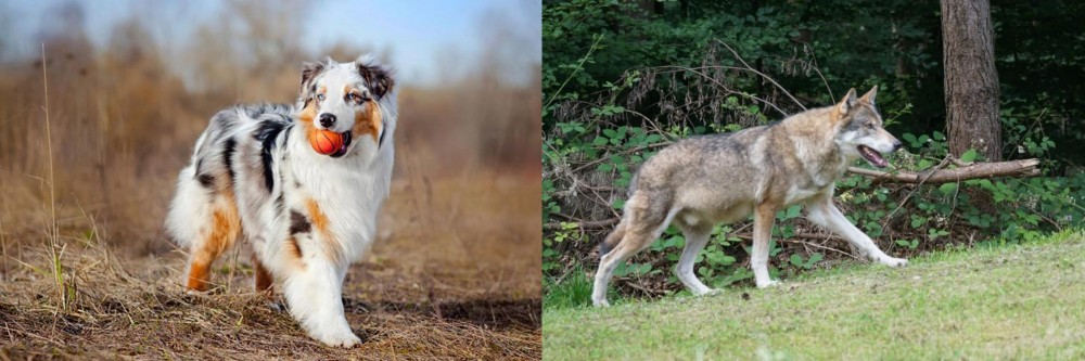 Tamaskan vs Australian Shepherd - Breed Comparison