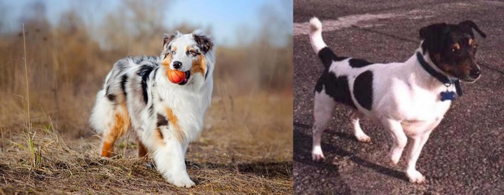 Teddy Roosevelt Terrier vs Australian Shepherd - Breed Comparison