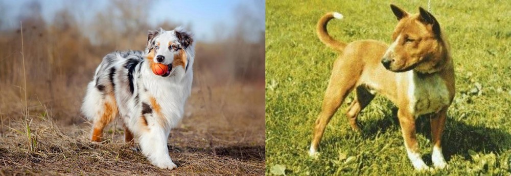 Telomian vs Australian Shepherd - Breed Comparison