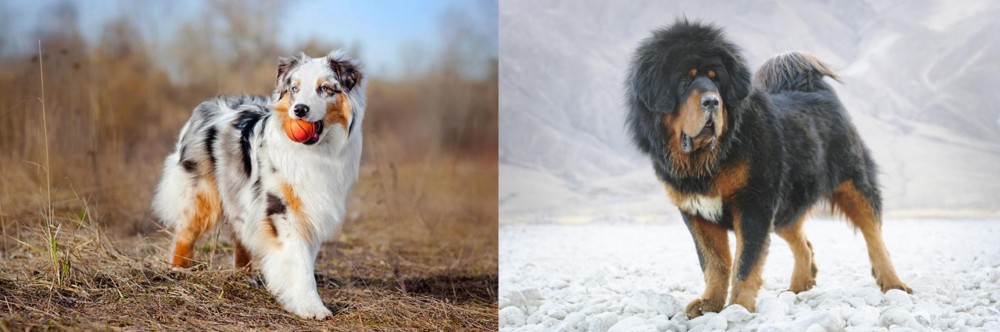 Tibetan Mastiff vs Australian Shepherd - Breed Comparison