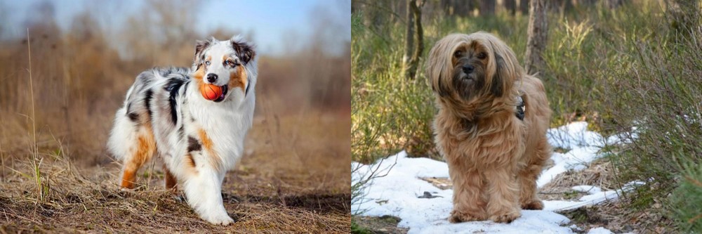 Tibetan Terrier vs Australian Shepherd - Breed Comparison