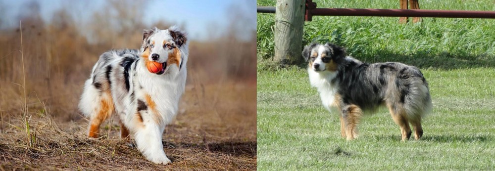 Toy Australian Shepherd vs Australian Shepherd - Breed Comparison