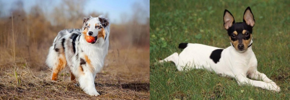 Toy Fox Terrier vs Australian Shepherd - Breed Comparison