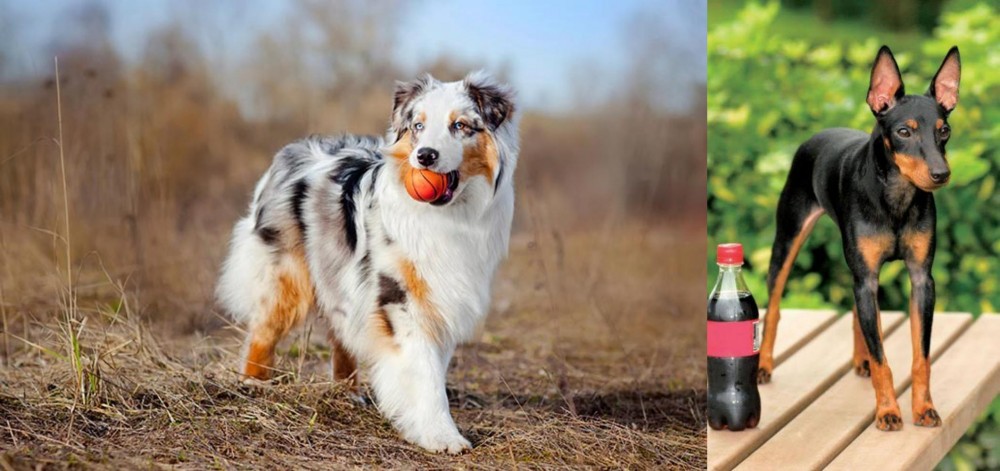Toy Manchester Terrier vs Australian Shepherd - Breed Comparison