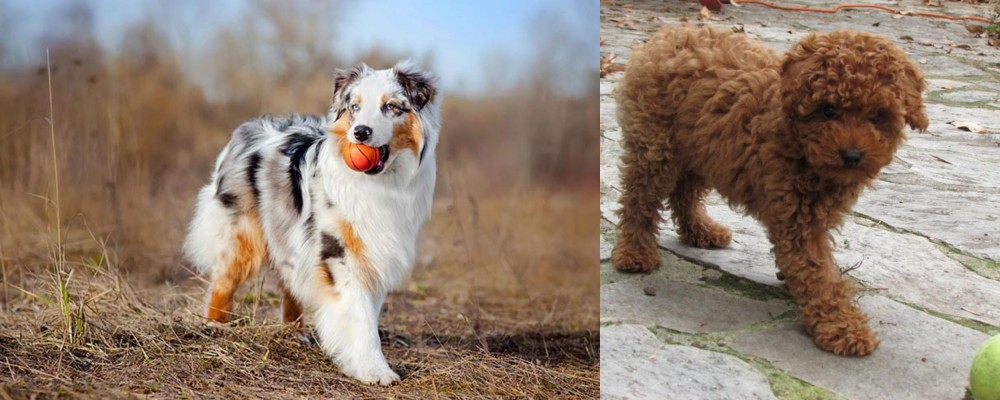 Toy Poodle vs Australian Shepherd - Breed Comparison