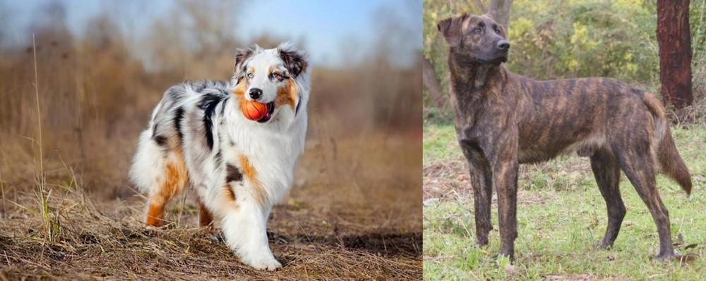 Treeing Tennessee Brindle vs Australian Shepherd - Breed Comparison
