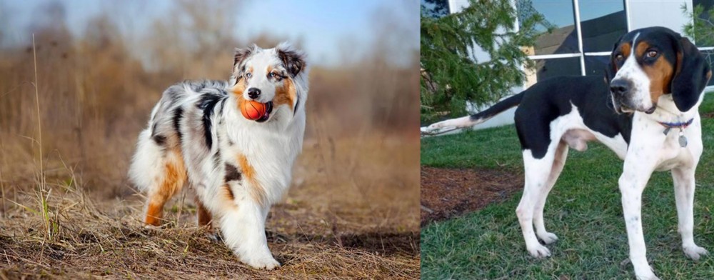 Treeing Walker Coonhound vs Australian Shepherd - Breed Comparison