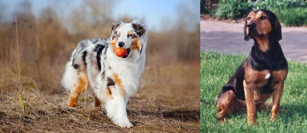 Tyrolean Hound vs Australian Shepherd - Breed Comparison