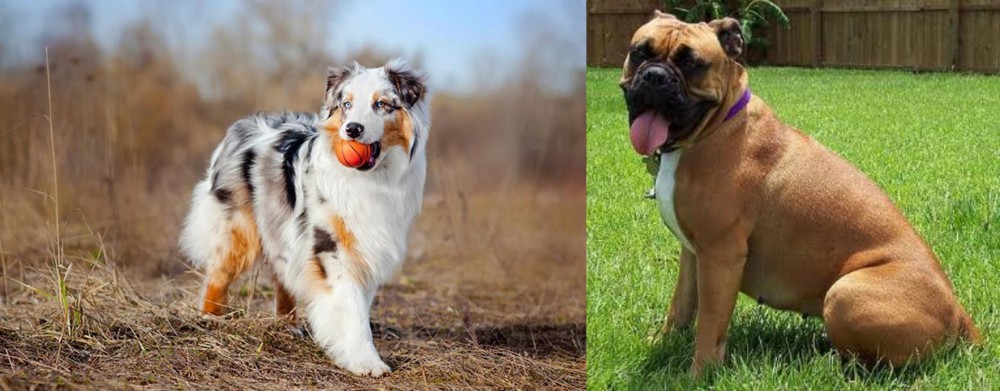 Valley Bulldog vs Australian Shepherd - Breed Comparison