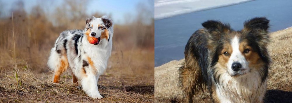 Welsh Sheepdog vs Australian Shepherd - Breed Comparison