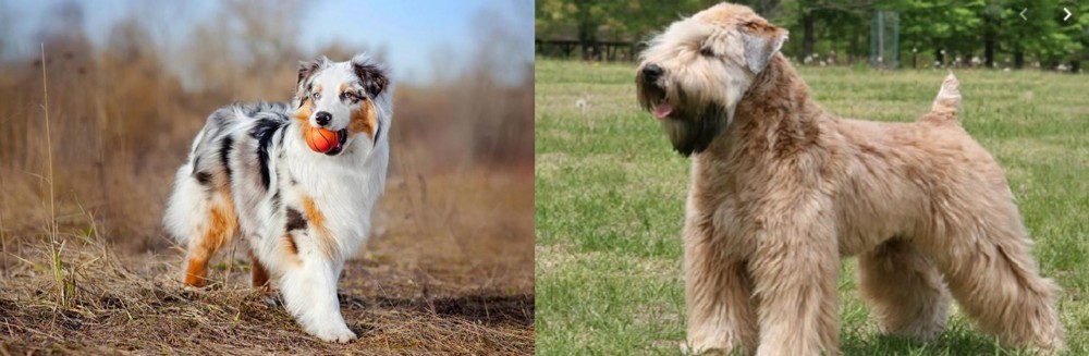 Wheaten Terrier vs Australian Shepherd - Breed Comparison