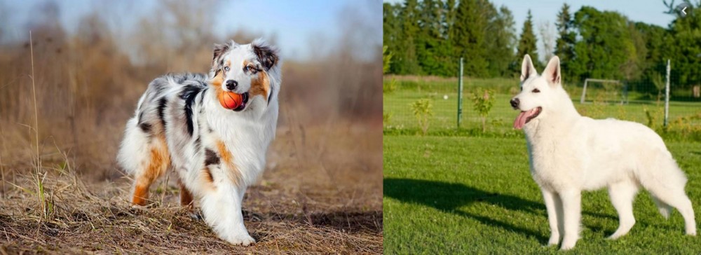 White Shepherd vs Australian Shepherd - Breed Comparison