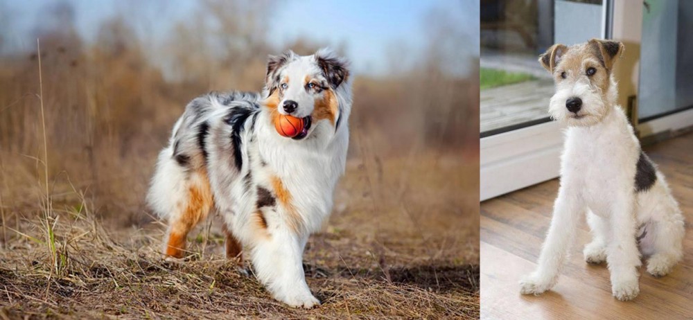 Wire Fox Terrier vs Australian Shepherd - Breed Comparison
