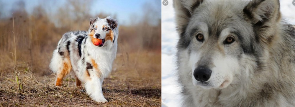 Wolfdog vs Australian Shepherd - Breed Comparison