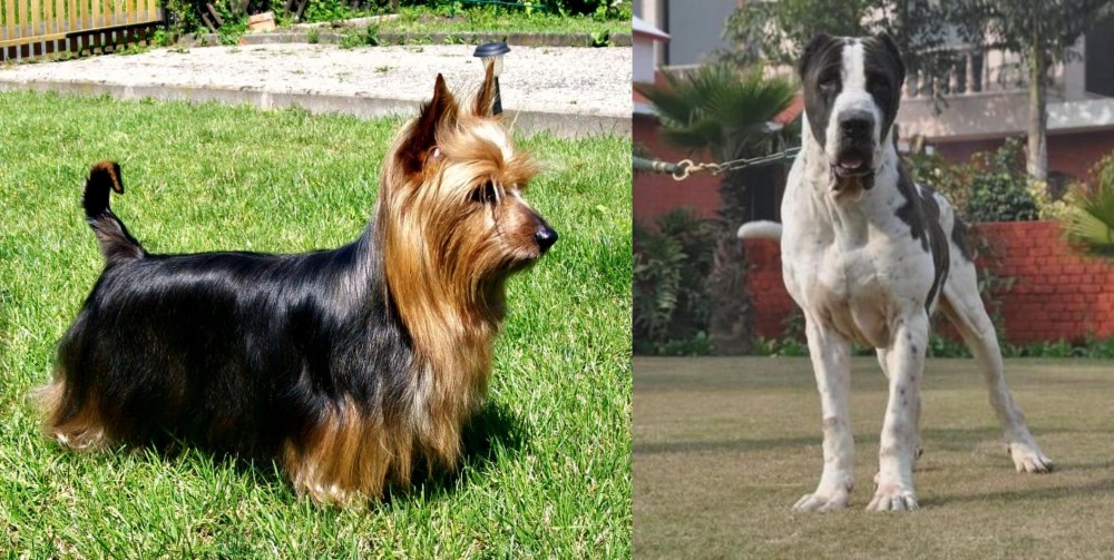 Alangu Mastiff vs Australian Silky Terrier - Breed Comparison