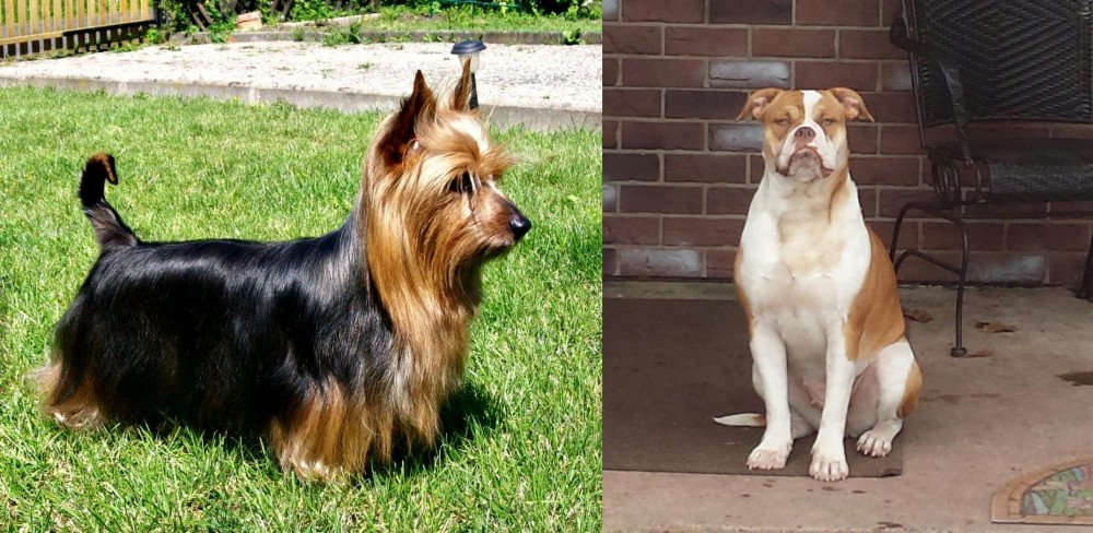Alapaha Blue Blood Bulldog vs Australian Silky Terrier - Breed Comparison