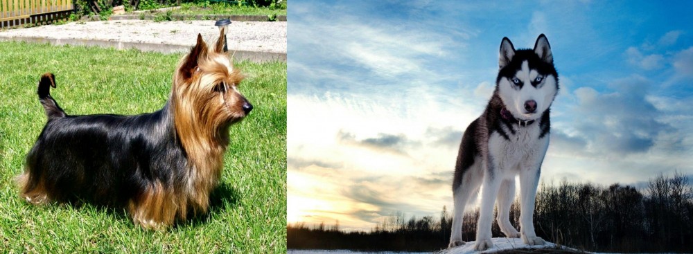 Alaskan Husky vs Australian Silky Terrier - Breed Comparison