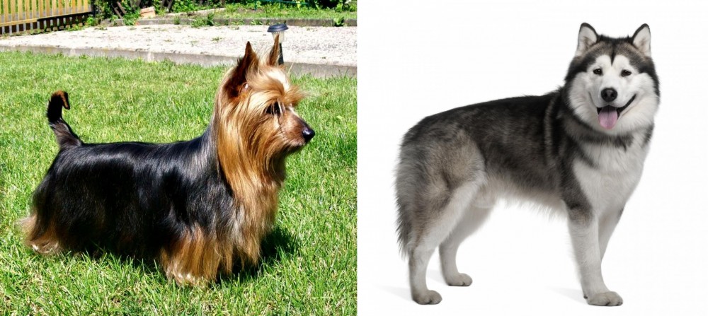 Alaskan Malamute vs Australian Silky Terrier - Breed Comparison