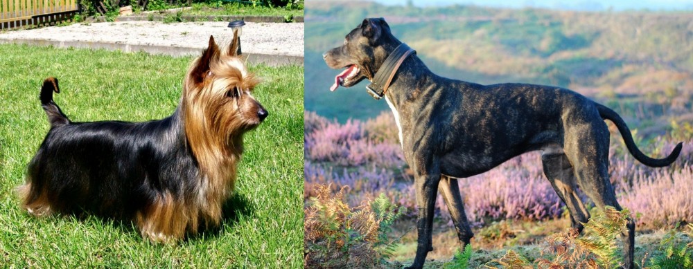 Alaunt vs Australian Silky Terrier - Breed Comparison