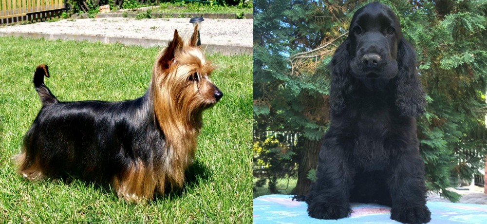 American Cocker Spaniel vs Australian Silky Terrier - Breed Comparison
