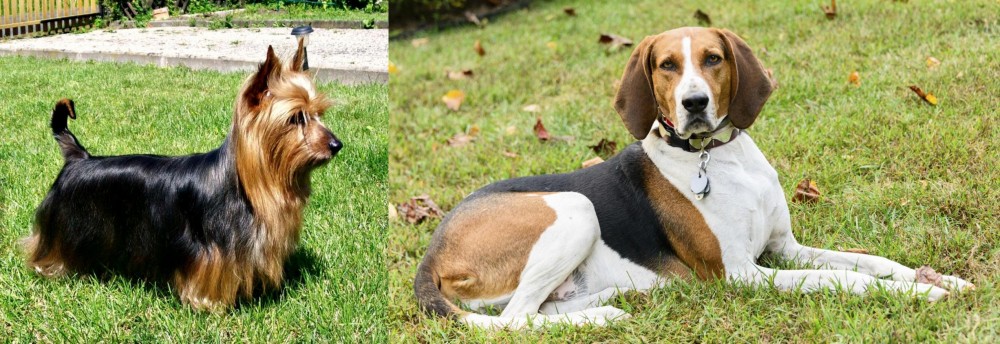 American English Coonhound vs Australian Silky Terrier - Breed Comparison
