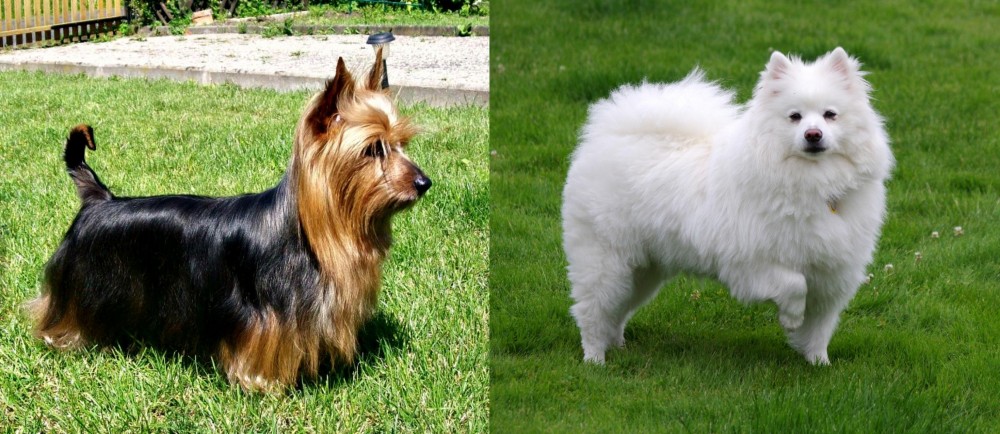 American Eskimo Dog vs Australian Silky Terrier - Breed Comparison