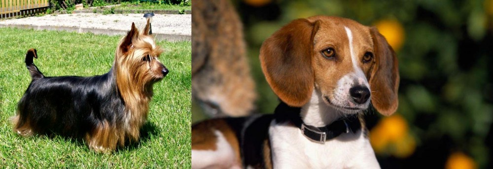 American Foxhound vs Australian Silky Terrier - Breed Comparison