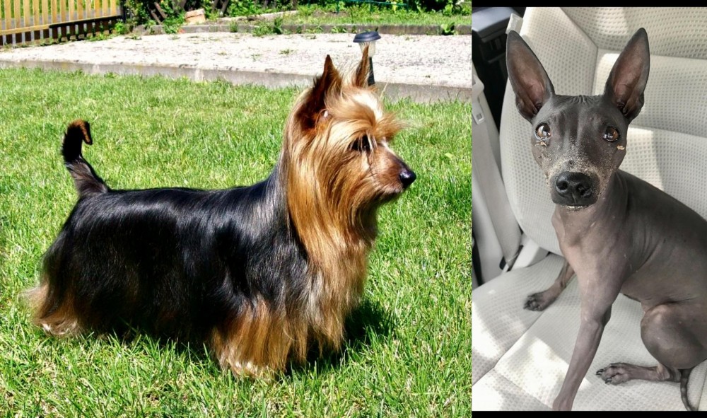 American Hairless Terrier vs Australian Silky Terrier - Breed Comparison
