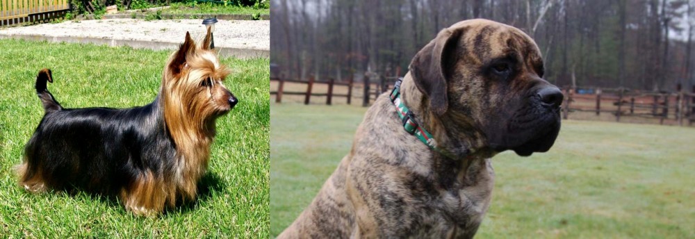 American Mastiff vs Australian Silky Terrier - Breed Comparison