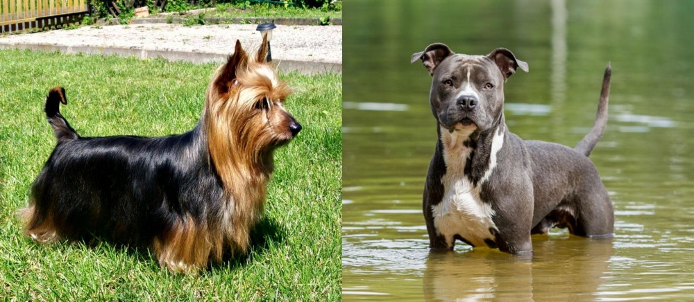 American Staffordshire Terrier vs Australian Silky Terrier - Breed Comparison