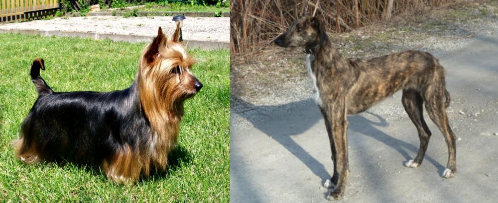 American Staghound vs Australian Silky Terrier - Breed Comparison