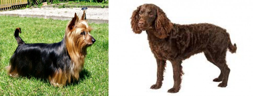 American Water Spaniel vs Australian Silky Terrier - Breed Comparison