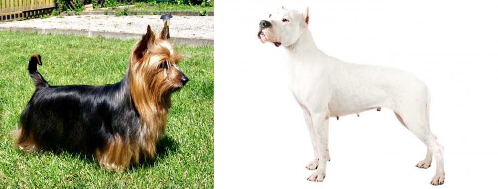 Argentine Dogo vs Australian Silky Terrier - Breed Comparison
