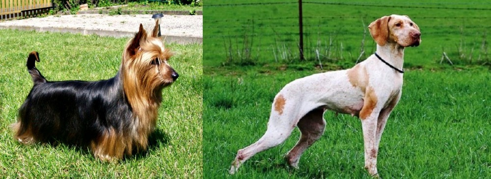 Ariege Pointer vs Australian Silky Terrier - Breed Comparison