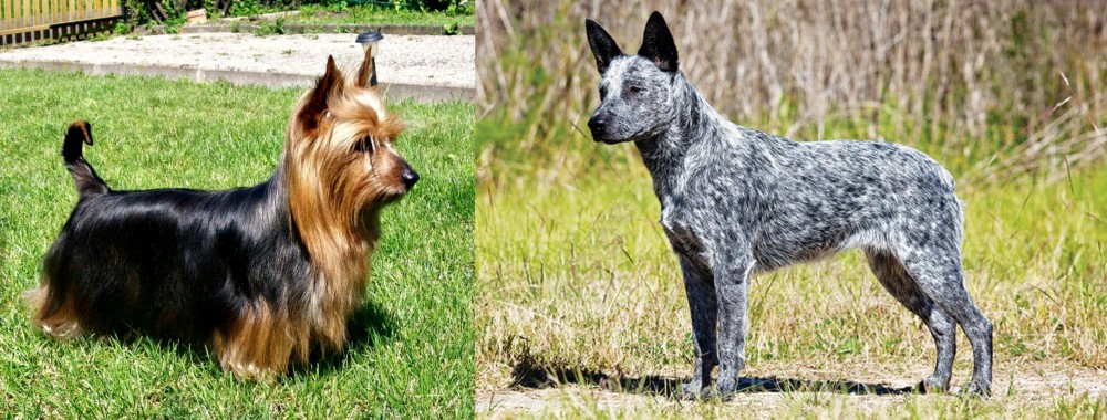 Australian Stumpy Tail Cattle Dog vs Australian Silky Terrier - Breed Comparison