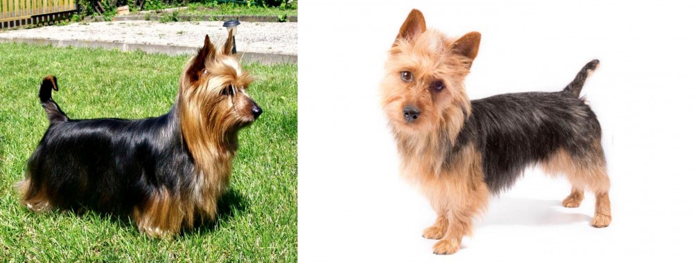 Australian Terrier vs Australian Silky Terrier - Breed Comparison