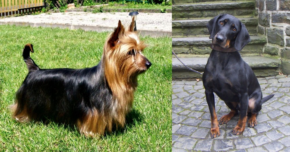 Austrian Black and Tan Hound vs Australian Silky Terrier - Breed Comparison