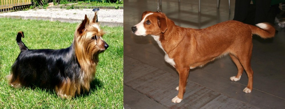 Austrian Pinscher vs Australian Silky Terrier - Breed Comparison