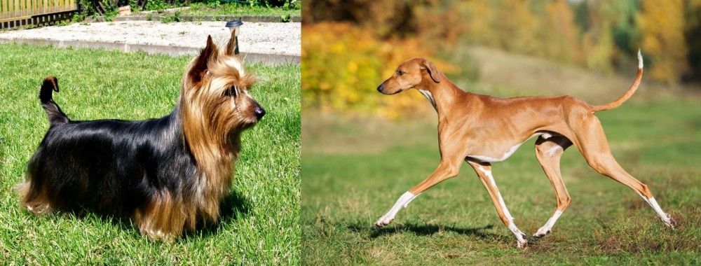 Azawakh vs Australian Silky Terrier - Breed Comparison