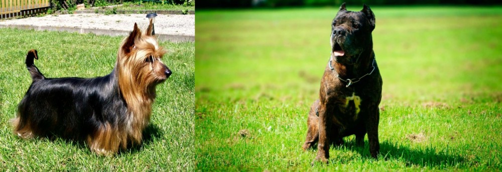 Bandog vs Australian Silky Terrier - Breed Comparison